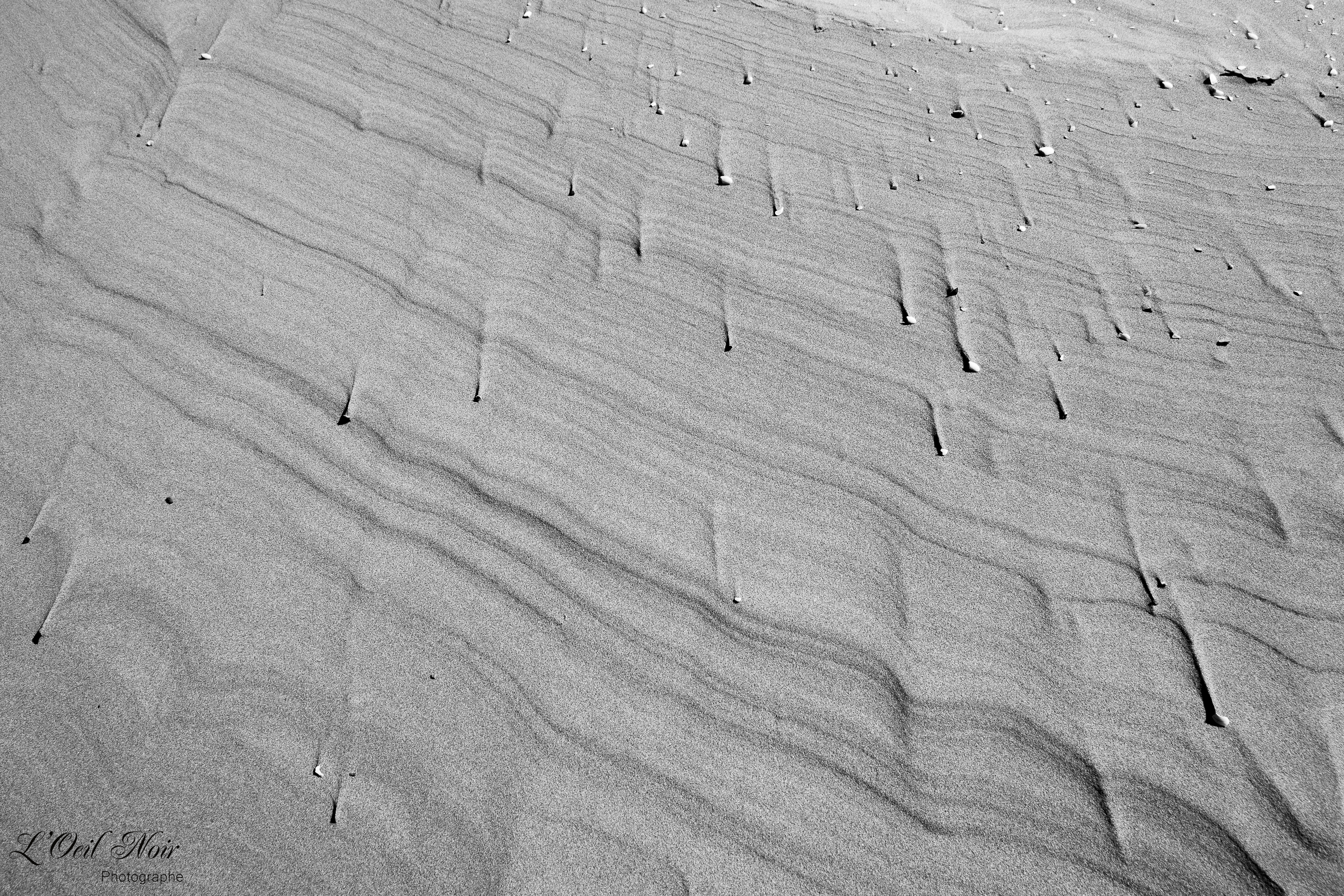 L' Oeil Noir Photographe